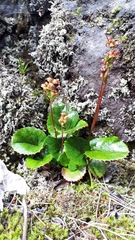 Schizocodon soldanelloides