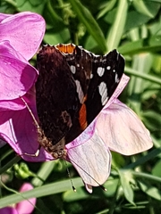 Vanessa atalanta