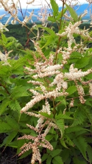 Aruncus