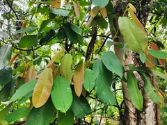 Fissistigma thorelii