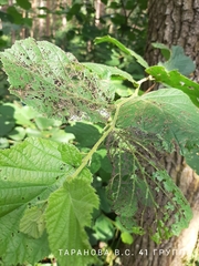 Chrysomelidae