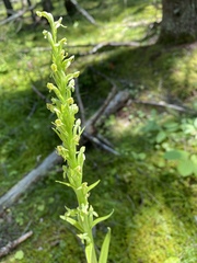 Platanthera aquilonis