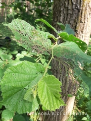 Chrysomelidae