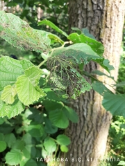 Chrysomelidae