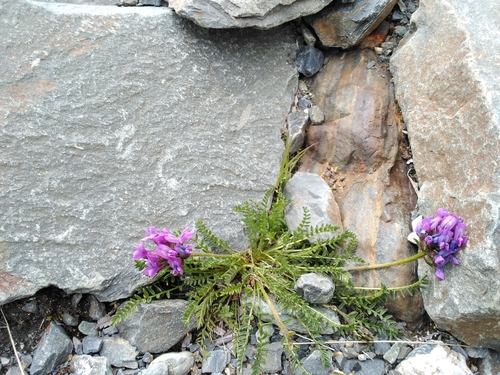 Oxytropis borealis var. borealis