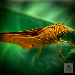 Cephrenes trichopepla