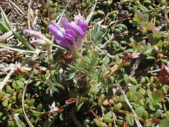 Oxytropis kamtschatica