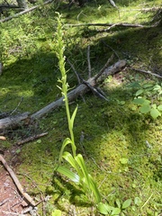 Platanthera aquilonis