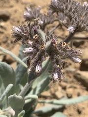 Eriodictyon traskiae smithii