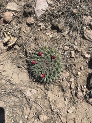 Mammillaria uncinata