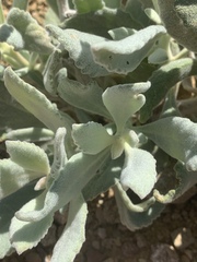 Eriodictyon traskiae smithii