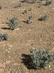 Eriodictyon traskiae smithii