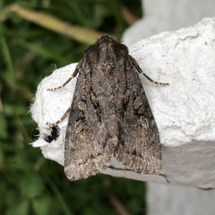 Apterogenum ypsillon