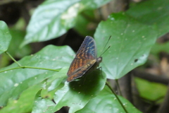 Bebearia tentyris