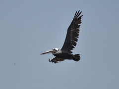 Pelecanus occidentalis