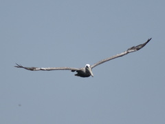 Pelecanus occidentalis