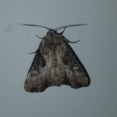 Lateroligia ophiogramma