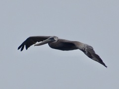 Pelecanus occidentalis