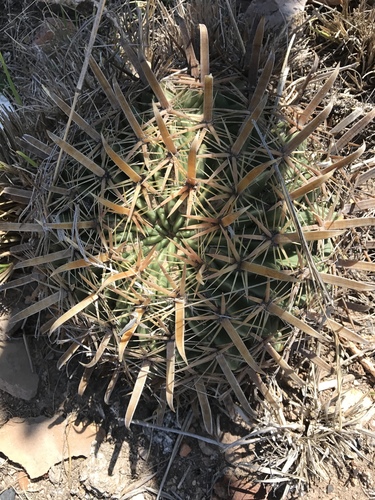 Devil's Tongue Barrel Cactus