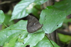 Bebearia tentyris