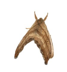 Falcaria lacertinaria