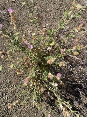 Sidalcea hickmanii parishii