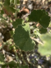 Sidalcea hickmanii parishii
