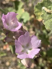Sidalcea hickmanii parishii