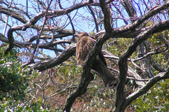 Milvus migrans lineatus
