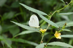 Leptosia