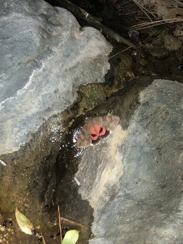 Jessica Underwing photo 2