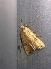 Micrathetis triplex