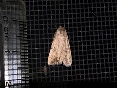 Micrathetis triplex