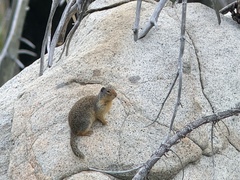 Urocitellus columbianus