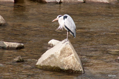 Ardea cinerea