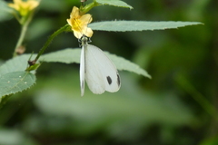 Leptosia