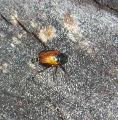 Phyllopertha horticola