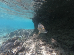 Plectorhinchus multivittatus