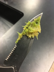 Radiospongilla cerebellata