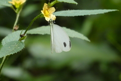Leptosia