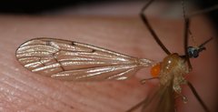 Tipulidae