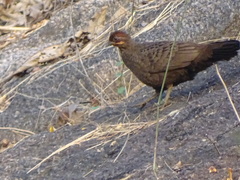 Galloperdix spadicea