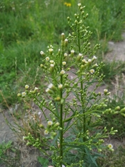 Erigeron canadensis