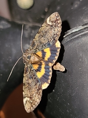 Catocala minuta