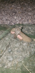 Hyles vespertilio