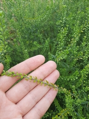 Lepidium apetalum