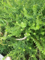 Lepidium apetalum