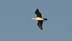 Phalacrocorax varius hypoleucos