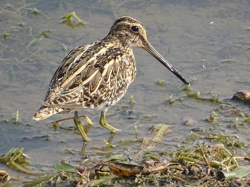Common Snipe