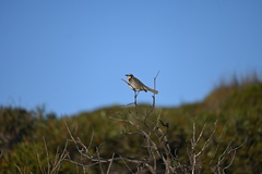 Gliciphila melanops